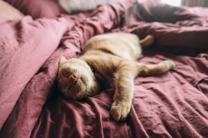 Do Cats Love Their Owners?