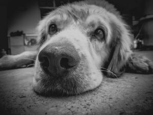 Ease Your Pet’s Stress with Dog Separation Anxiety Training.