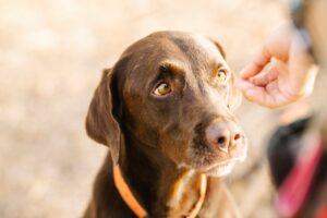 Gastritis in Dogs.