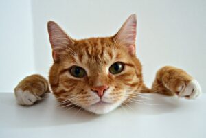 How to Make Homemade Cat Food at Home?