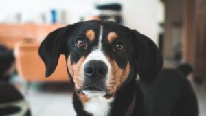 Signs Your Pet’s Skin Issue Needs Veterinary Attention.