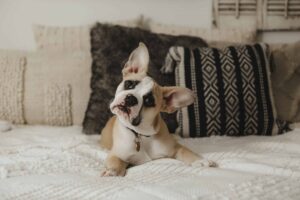 Vestibular Disease in Dogs.
