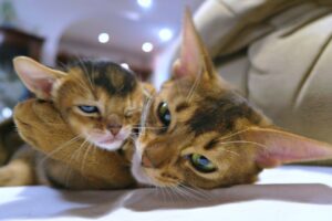 When Can Kittens Leave Their Moms?