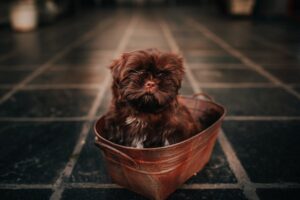 Why Does My Dog Stink?