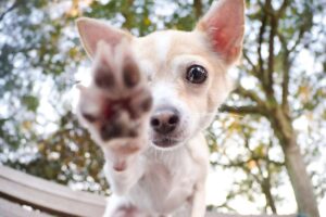 Why Is My Dog Pawing At Me Constantly? What Does It Mean?