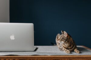 10 Things I Wish I Knew Before Adopting A Cat.