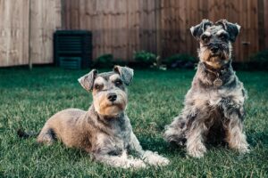 Can a Neutered Dog Impregnate a Female? Here’s What You Need to Know.