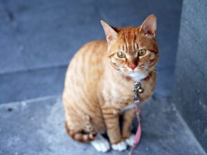 Cat vaccination: what are the rules and schedule?