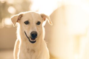Dental Wellness Essentials for Cats and Dogs.