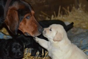 Dog Birth Guide: Water Breaking & Puppy Delivery Process.