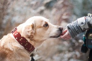 Dog’s Taste Buds: Spicy Foods and Flavor Sensitivity.