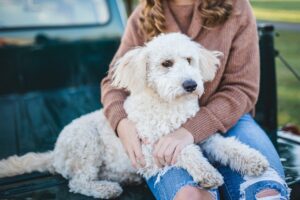 Enhancing Your Dog’s Environment: A Comprehensive Guide to Environmental Enrichment.