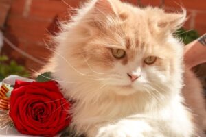 How do you eliminate the smell of cat urine?