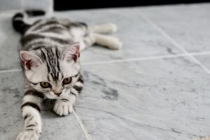 How to get the foul odor of cat urine out? Labels left behind by the cat.