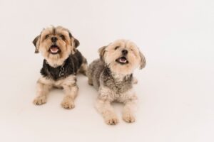 How to Manage a Cracked, Broken, or Torn Nail in Your Dog.