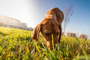 How to teach your dog not to pick up food on the street?