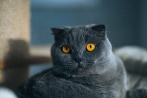 How to Win a Cat’s Trust: Insights from a Cat Behaviorist.