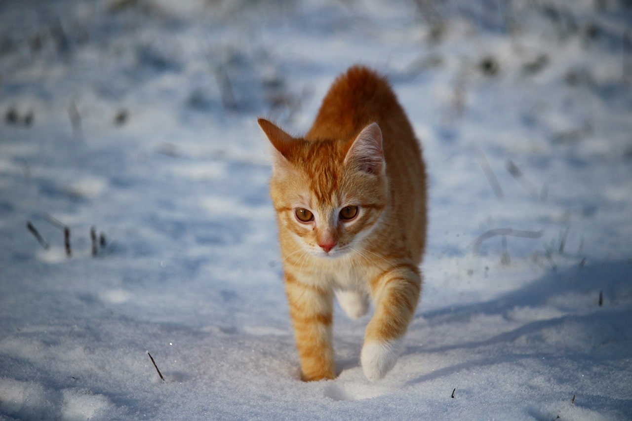 Hypothermia in cats symptoms and treatment, how to prepare for the