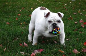 Innovative Homemade Dog Toys for a Happier, Healthier Pet.