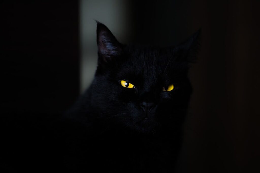 Mystic Eyes: Can Cats See Ghosts, Spirits, and Angels?