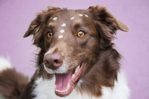Nurturing Your Pregnant Dog to Healthy Whelping.