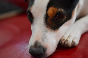 Understanding and Managing Major Joint Diseases in Dogs.