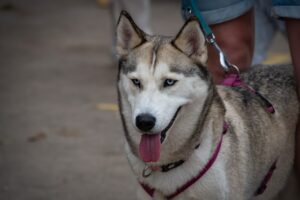 Understanding Dog Reproduction: Mating, Pregnancy, and Beyond.