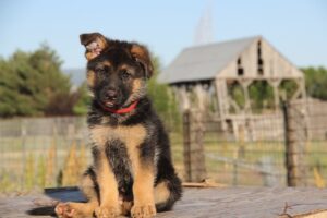 Unlocking the Secrets of Puppy Imprinting and Socialization.
