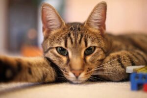 Urinary Tract Infection in Cats (UTIs in Cats): Causes, Symptoms & Treatment.