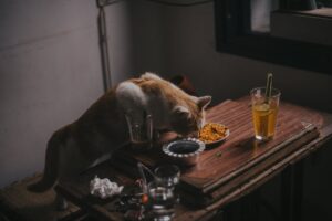 Can You Eat Food A Cat Has Licked?