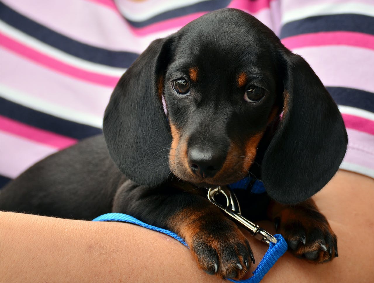 Puppy care features.