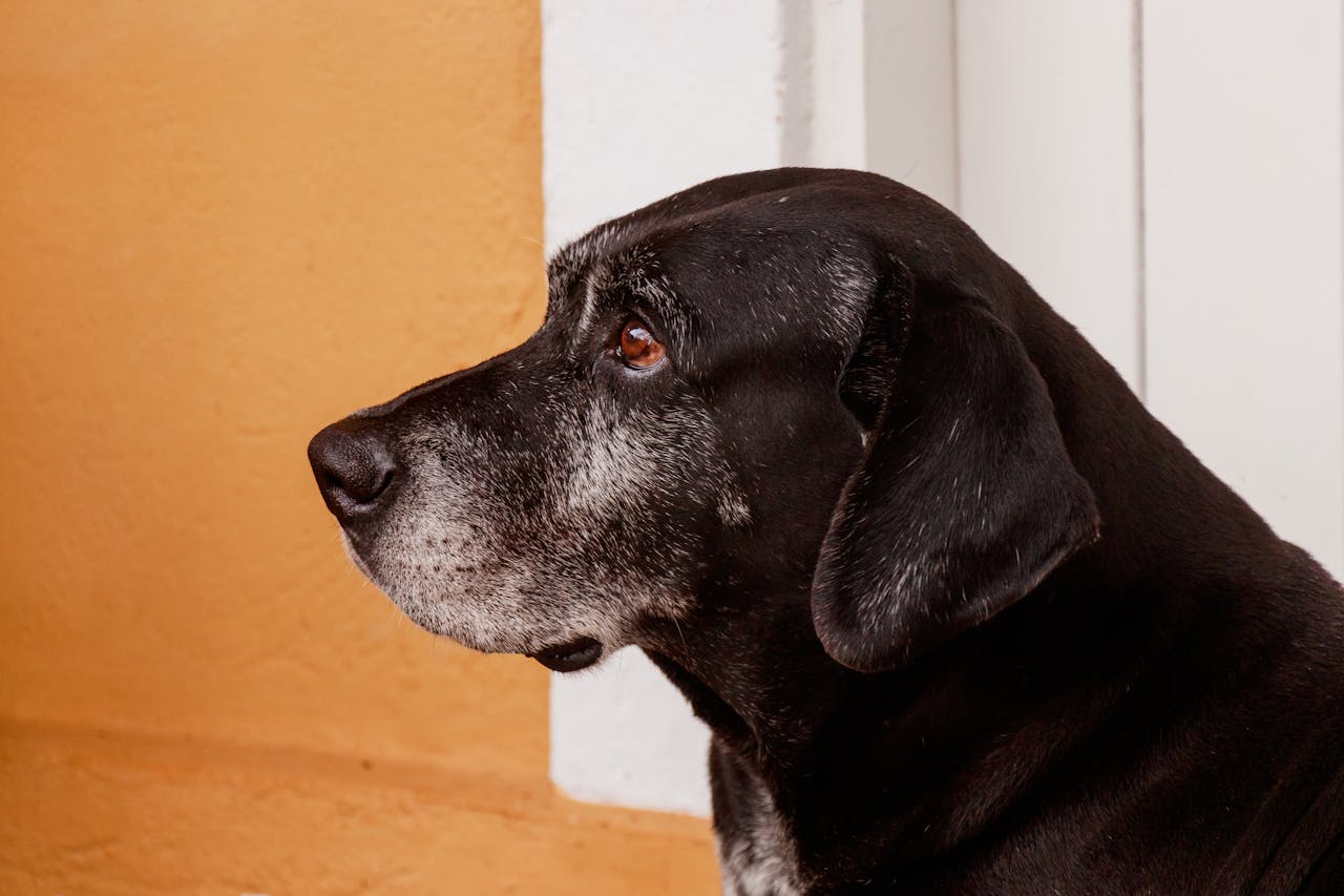 Extra Love & Care for Senior Dogs.