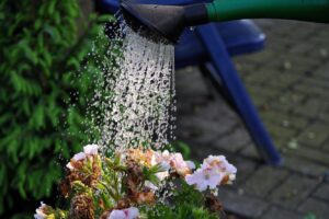 Чи можна поливати рослини водою з-під крану?