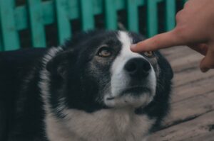 Чи справді відбитки собачих носів унікальні?