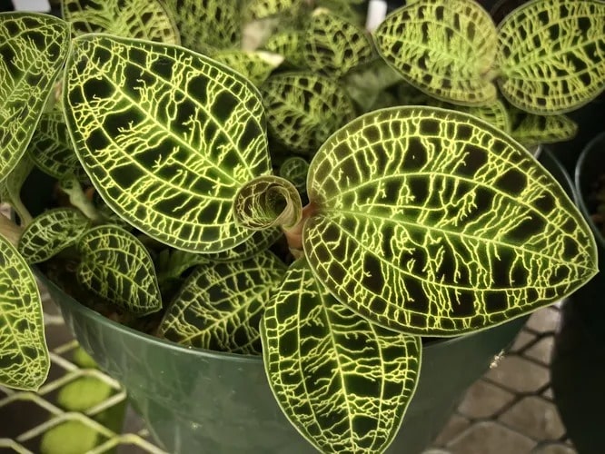 Дорогоцінна орхідея Macodes petola