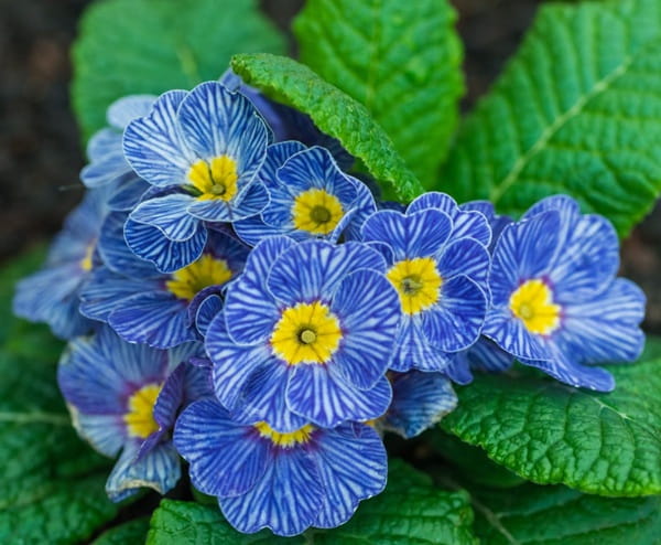 Примула безстебельна «Блю Зебра» (Primula acaulis ‘Blue Zebra’)