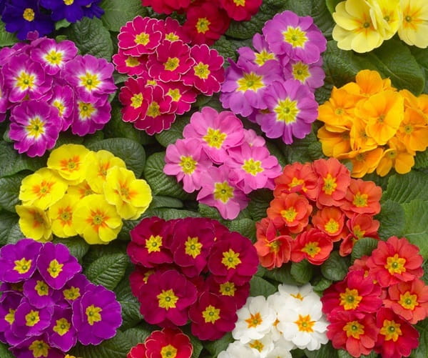 Примула безстебельна «Данова» (Primula acaulis ‘Danova’)