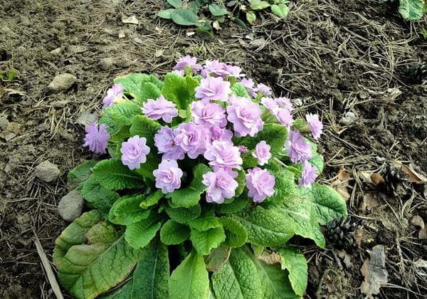 Примула безстеблова «Примлет» (Primula acaulis ‘Primlet’)