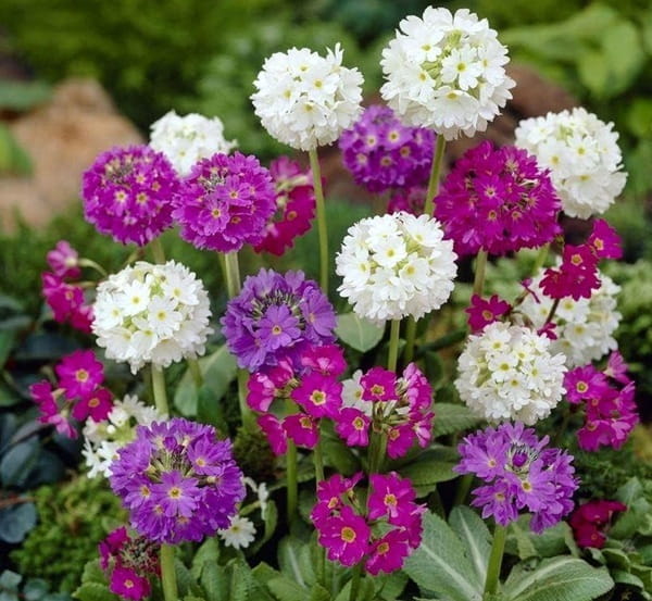 Примула дрібнозубчаста «Конфетті» (Primula denticulata ‘Confetti’)