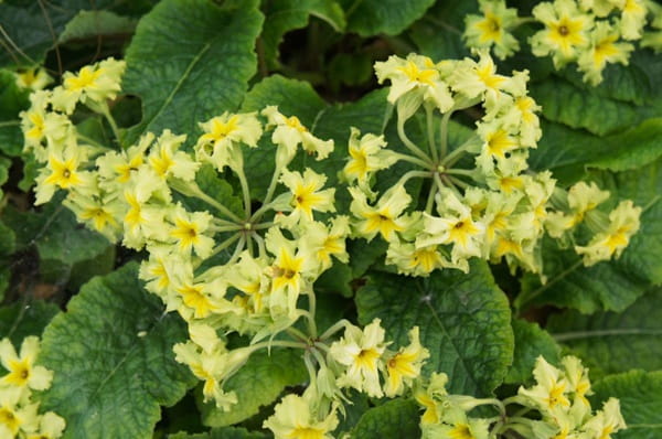 Примула поліантова «Франческа» (Primula x polyantha ‘Francesca’)