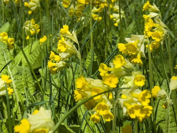 Примула весняна «Кабрілло» (Primula veris ‘Cabrillo’)