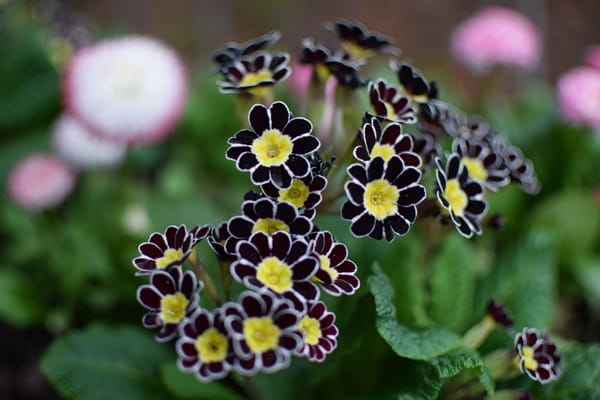 Примула висока «Голд Лейс» (Primula elatior ‘Gold Lace’)