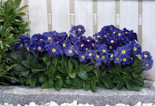Примула висока «Крещендо» (Primula elatior ‘Crescendo’)