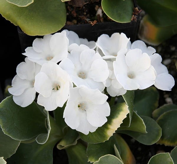 Примула Юлії «Сноу Уайт» (Primula juliae ‘Snow White’)
